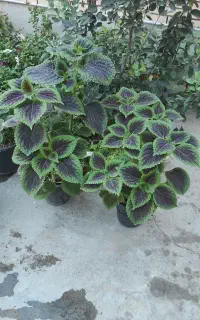 تعدادی حسن یوسف نژاد دار پر طاووسی