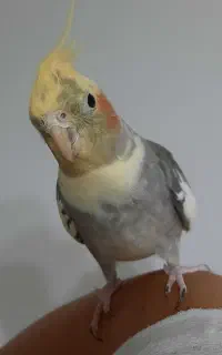 عروس هلندی نر ۳ ساله همراه با قفس