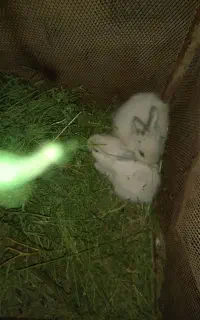 خرگوش