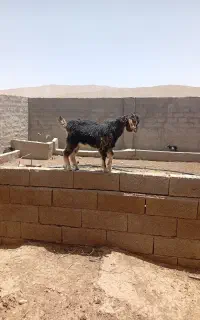 کهره بزغاله