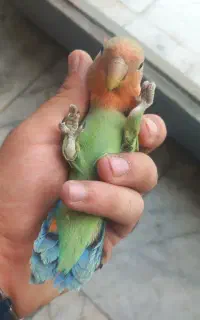 طوطی برزیلی