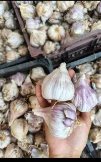 سیر بذری مناسب کشت پاییزه.