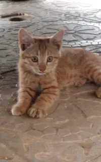 واگذاری گربه اصیل