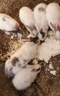 خرگوش