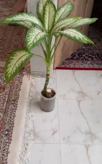 گل طبیعی