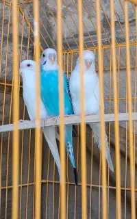 مرغ عشق مولد