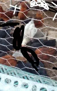 جوجه محلی