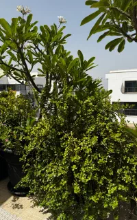 فروش ۱۱ گلدان با گل به صورت یکجا