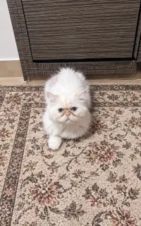 چند عددگربه بالغ