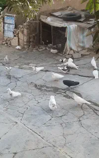 کبوتر