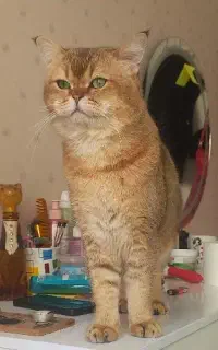 گربه جفت یابی