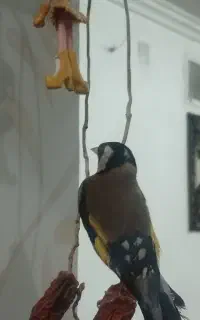 سهره
