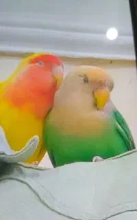 طوطی سبز گمشده
