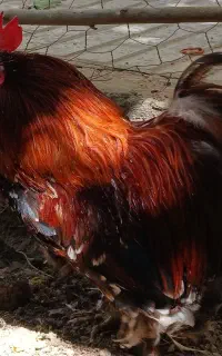 خروس کوشین