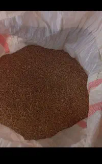 گندم‌آبی‌درمهران‌مخصوص‌دام‌وطیور‌‌ومصارف‌خانگی‌