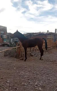 فروش یک راس کره مادیان دره شوری درجه یک