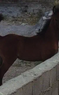 اسب کرد  کره اسب نریان