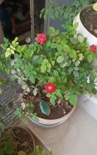 گل طبیعی باغچه