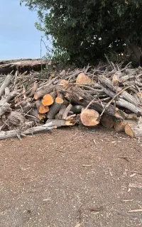 برش درخت و خرید چوب