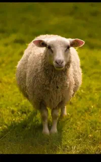 خدمات پذیرایی مراسم ذبح گوسفند