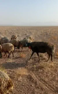 بیست راس میش داشتی