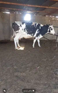 گاوشیری شکم دوم باگوساله شکم اول بدون گوساله