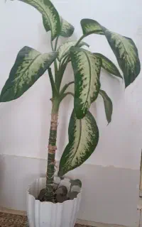 گل دیفن