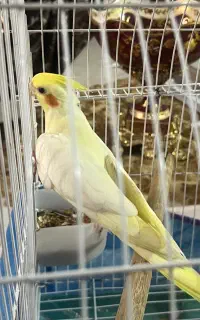 عروس هلندی