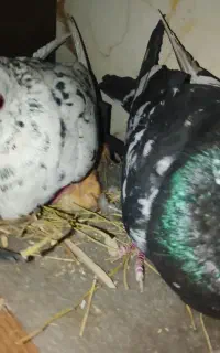 کبوتر مفت