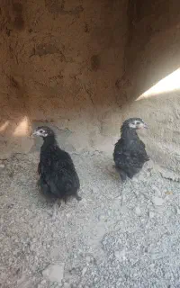 نیمچه استرالوپ