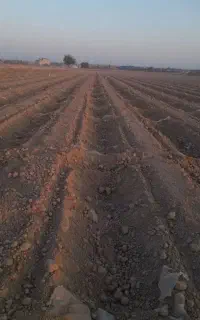 دسته کارگر گوشه بندی وعصا زنی