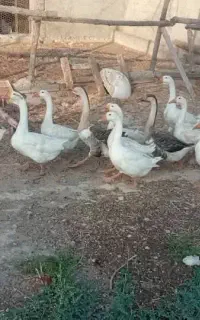 قوقاز جفت چهار نیم
