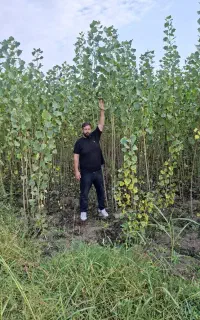 صنوبر نیگرا یک ساله ۳متر به بالا تا۴متر