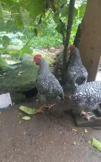 خروس آمروک ۳ عدد