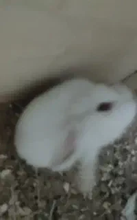 خرگوش