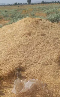 کاه گندم فروشی