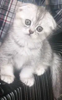 اسکاتیش سیلور ماده
