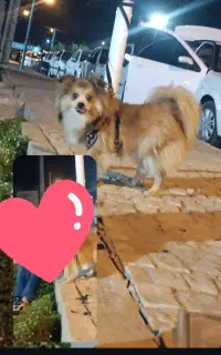 سگ پامر