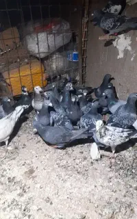 ۳۵حیون بازی زرنگ نرو ماده قاطی