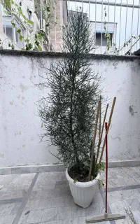 درخت افوربیا تیروکالی (جون من یه برگ بده)