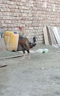 خروس محلی
