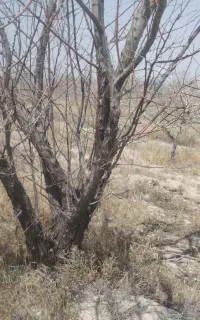 چوب پسته ۱هکتارموجوده کیلویی