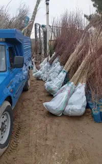 فروش نهال پسته زیتون انجیر بادام انگور عناب گردو