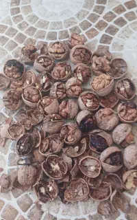 گردو اذرشهر