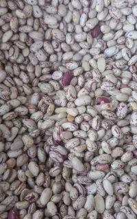 حبوبات