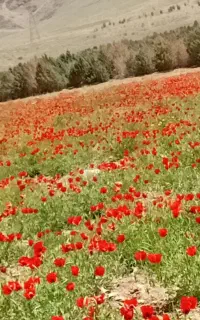 خط ۰۹۱۸۸۴۴۴۰۲۷