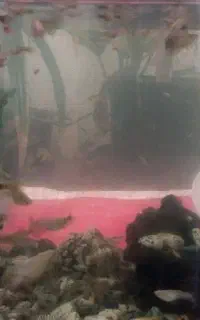 ماهی گوپی توضیحات بخون