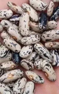 باقالی خشک