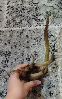 اکواریوم