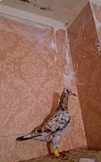 ساده سیا گم کردم